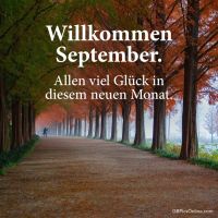 Ein nebliger Morgen in einer Allee, die Herbstfarben begrüßt.