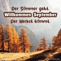 Goldene Herbsttöne umhüllen die kühle Luft in einem Wald aus Lärchen.