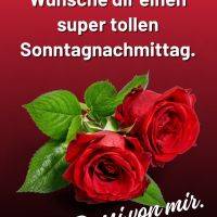 Zwei rote Rosen mit grünen Blättern vor rotem Hintergrund und Gruß für einen schönen Sonntagnachmittag