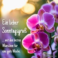 Mit zarten Farben und sanfter Eleganz verzaubern diese Orchideen jeden Sonntagmorgen und bringen Blütenfreude ins Herz.