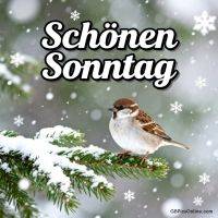 Spatz sitzt auf verschneitem Tannenzweig, Schneeflocken fallen, Gruß „Schönen Sonntag“ oben
