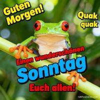 Grüner Frosch mit roten Augen sitzt auf einem Zweig, dazu ein Sonntagsgruß