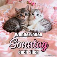 Zwei Kätzchen kuscheln auf rosa Satinbettwäsche mit Spitzenrand und kleinen rosa Rosen