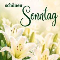 Weiße Lilien im Sonnenlicht mit Grußtext „Ich wünsch dir einen schönen Sonntag“
