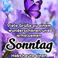Lila Schmetterling auf Blüte mit Grußtext für einen schönen, erholsamen Sonntag