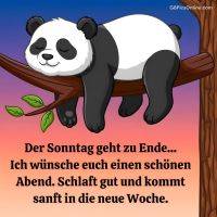 Schlafender Panda liegt entspannt auf einem Baumast; Gruß zum Sonntagabend: schlaft gut und startet sanft in die Woche