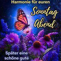 Bunter Schmetterling über violetten Blumen vor sternigem Nachthimmel mit Sonntagsgruß