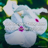 Weiße Blütenblätter glänzen mit Tautropfen, ein stilles Schauspiel der Natur.