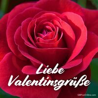 Eine rote Rose, perfektioniert in ihrer Blüte, als Symbol ewiger Liebe und Zuneigung.