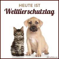 Ein kleiner Hund und eine kleine Katze setzen ein Zeichen für Tierfreundschaft.