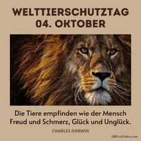 Ein majestätischer Löwe erinnert uns an die Bedeutung des Tierschutzes. Ehren wir die wilde Schönheit der Natur am Welttierschutztag.