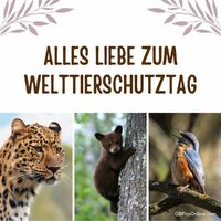 Ein eindrucksvoller Leopard, ein neugieriges Bärenjunges und ein singender Vogel: Drei Botschafter der Wildnis, die unsere Bewunderung und Schutz verdienen.