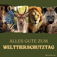 Vier Gesichter der Wildnis: Zebra, Hirsch, Löwe und Hyäne heben die Schönheit und Diversität der Tierwelt hervor.