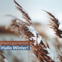 Winterliche Stille umhüllt die Natur, während die ersten Schneeflocken sanft auf die Gräser fallen.