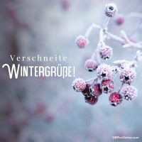 Rote Beeren sind von einer dicken Frostschicht überzogen und bringen winterliche Stimmung. Die kalten Farben verleihen dem Bild eine ruhige, frostige Atmosphäre.