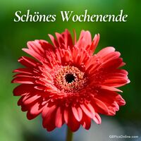 Fröhliche Farben und zarte Eleganz - ein kleiner Gruß, der den Tag verschönert.