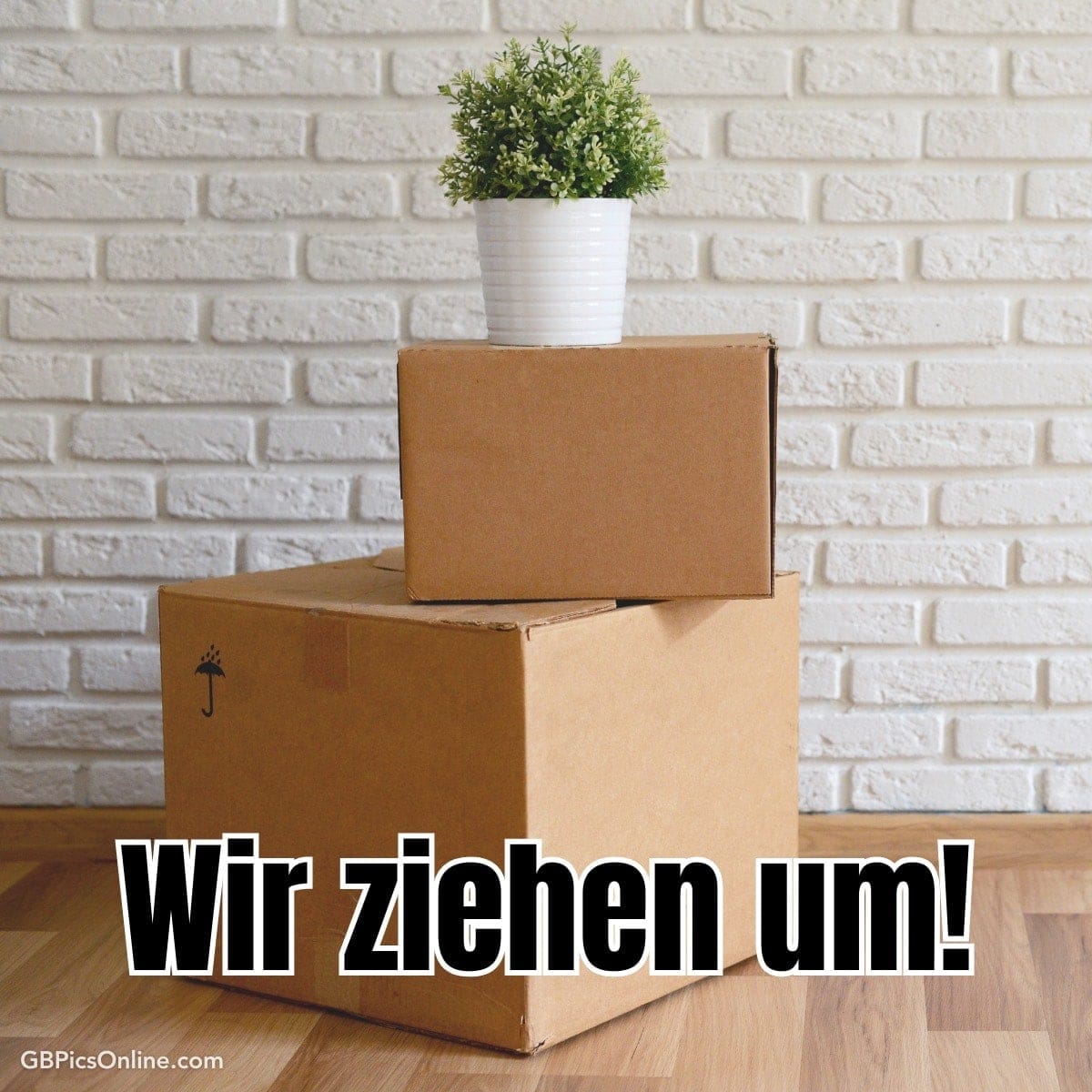 Zwei Packkartons gestapelt vor einer weißen Ziegelwand, eine Topfpflanze oben auf dem oberen Karton, Text: „Wir ziehen um!“