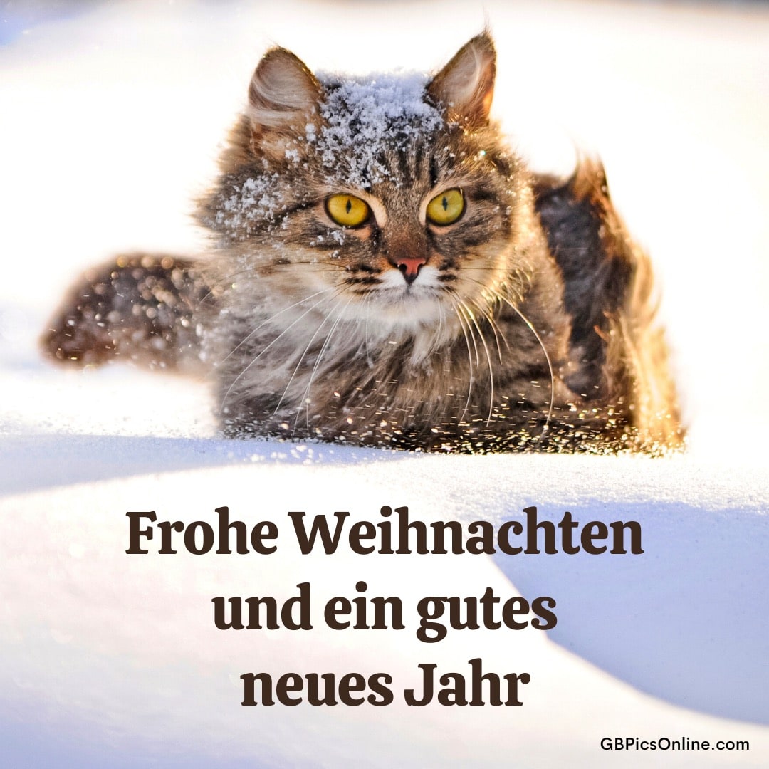 Eine Katze im Schnee mit Weihnachts- und Neujahrsgrüßen
