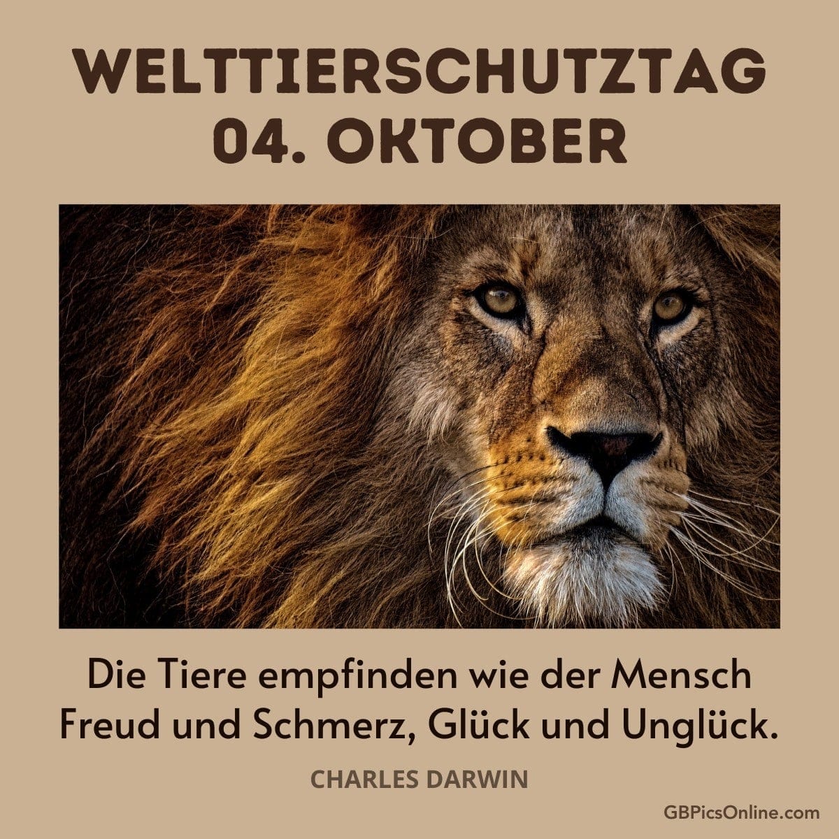 Ein Löwe illustriert den Weltschutztag am 4. Oktober, Zitat von Darwin über Tieremotionen