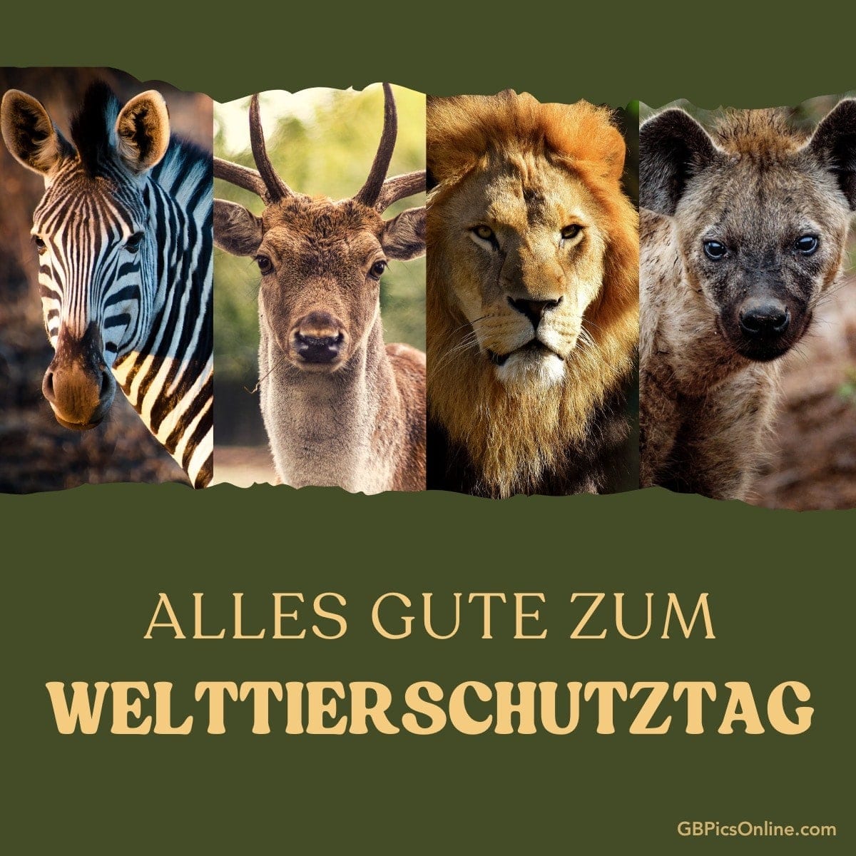 Vier wilde Tiere, darunter ein Zebra, Rotwild, Löwe und Hyäne, mit Gruß zum Welttierschutztag